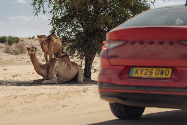The Škoda Enyaq RS face to face with African wildlife. In addition to camels, it also encountered Nile crocodiles.