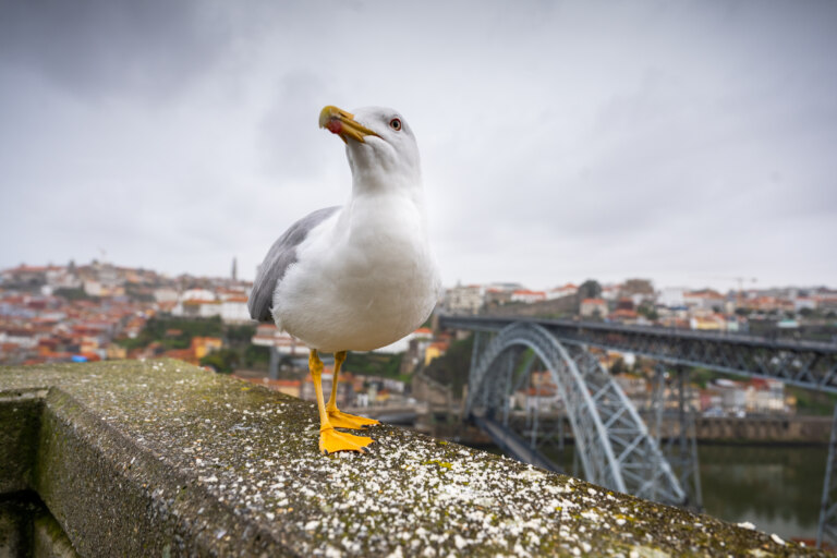 Rackové a další ptactvo k Portu prostě patří. Na lidi jsou zvyklí, přistanou klidně vedle vás.