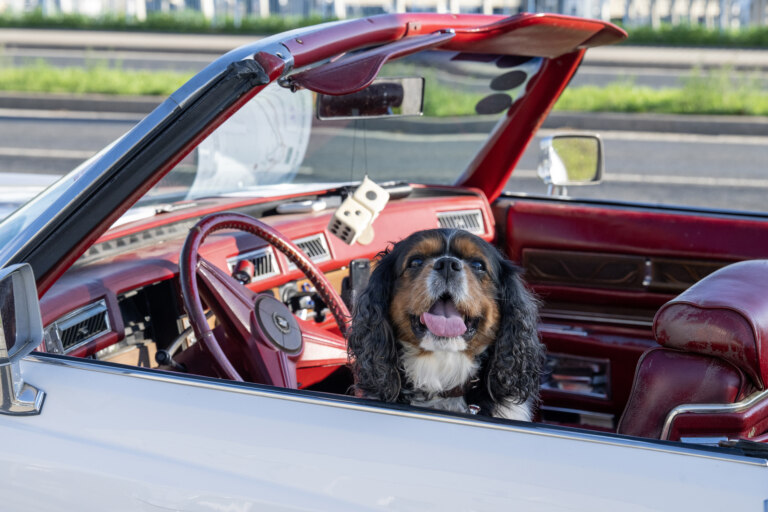 Škoda Classic Tour Through the Eyes of a Spectator